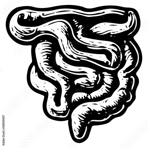 Vintage Engraving of Human Intestines, Digestive System Illustration