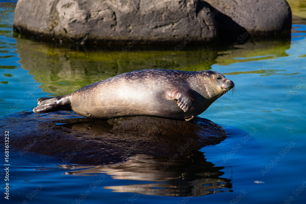 Naklejka premium Wild Seal Resting on Rock in Sunlight