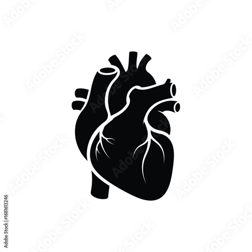Vector illustration of human heart anatomy for medical illustration