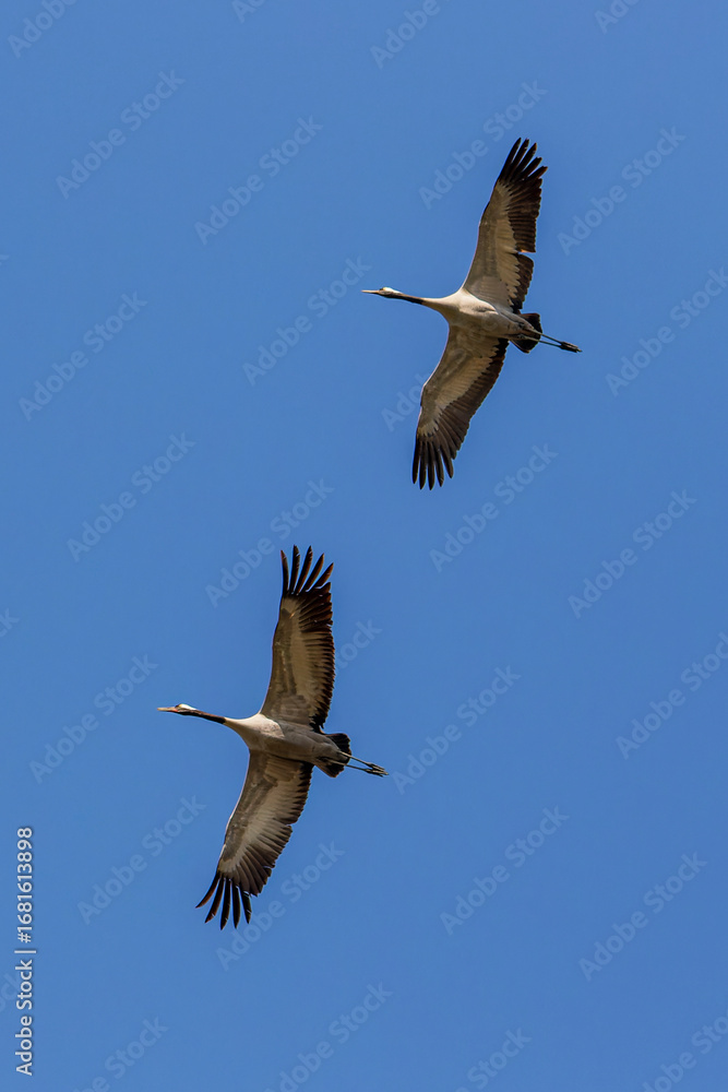 Obraz premium Common Crane 
