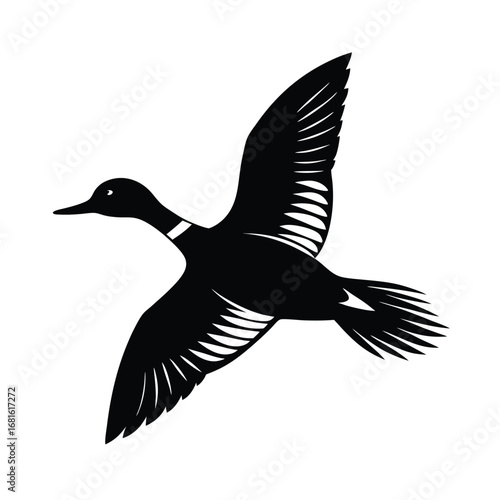 white cheeked pintail fly in the sky on white background.