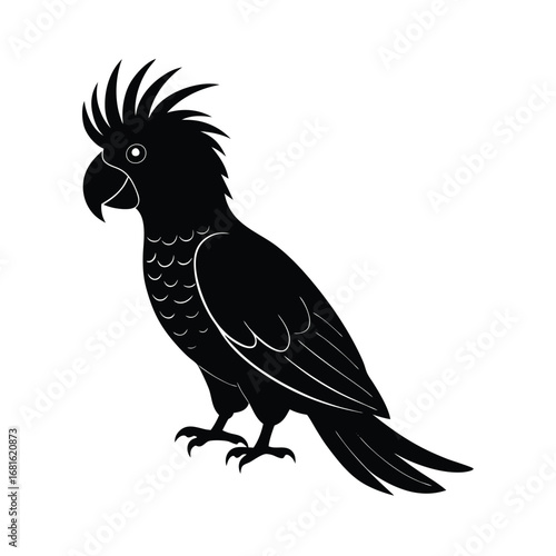 Tailed Black Cockatoo Bird Silhouette on White Background