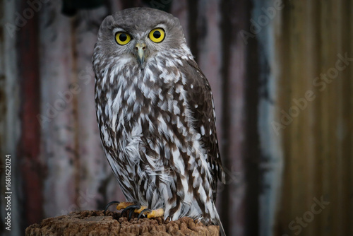 an owl