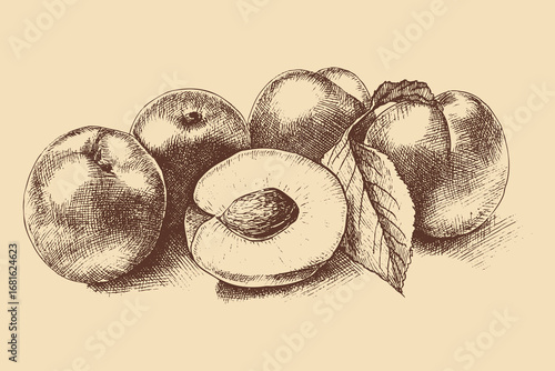 Apricot illustration in a vintage style. This vector illustration can be used in any size you like for advertising, logos, and other work.