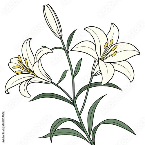 Lilies with green leaves stems a lily flower