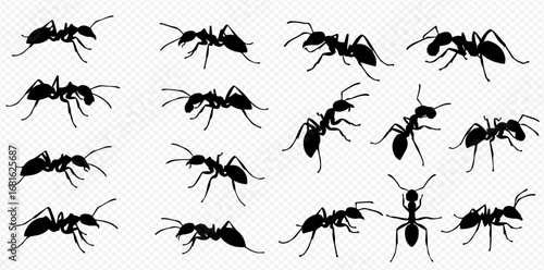A collection of ant silhouettes in various poses, including walking, standing, and facing forward.