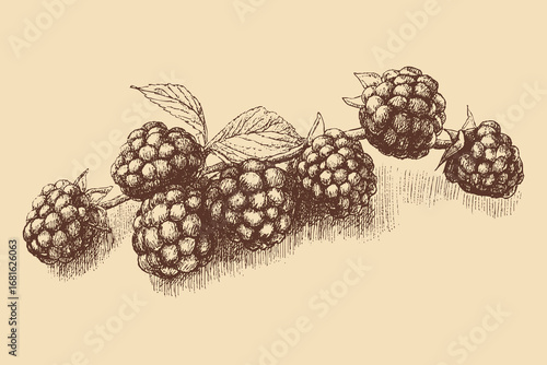 Blackberry illustration in a vintage style. This vector illustration can be used in any size you like for advertising, logos, and other work.
