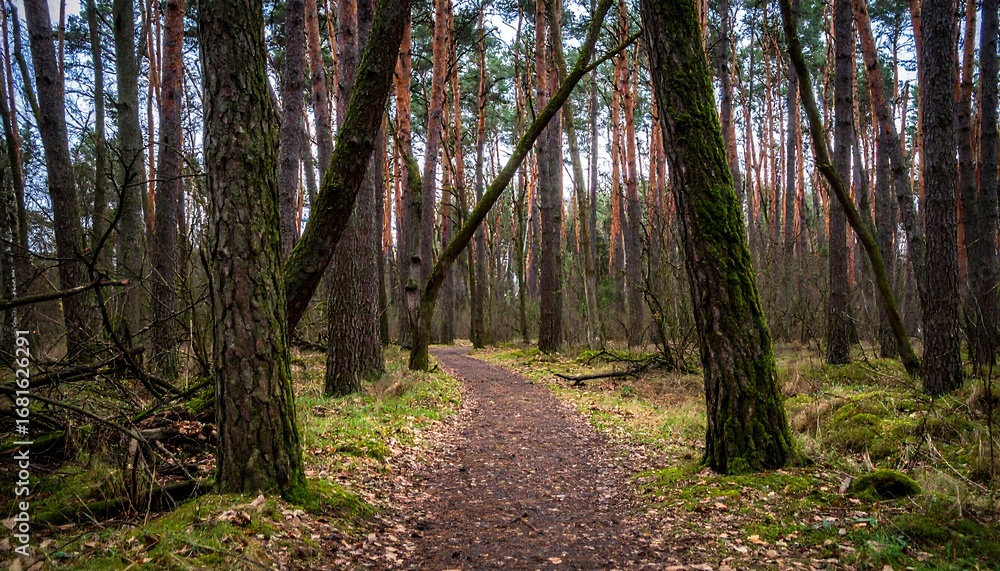 Fototapeta premium Enchanting forest path amidst towering trees invites peaceful exploration