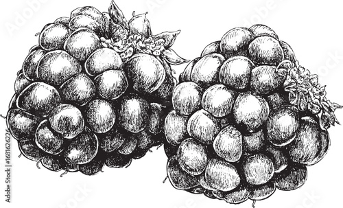 Blackberry illustration on white background. This vector illustration can be used in any size you like for advertising, logos, and other work.