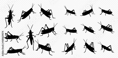 Collection of grasshopper silhouettes in various poses on a transparent background.