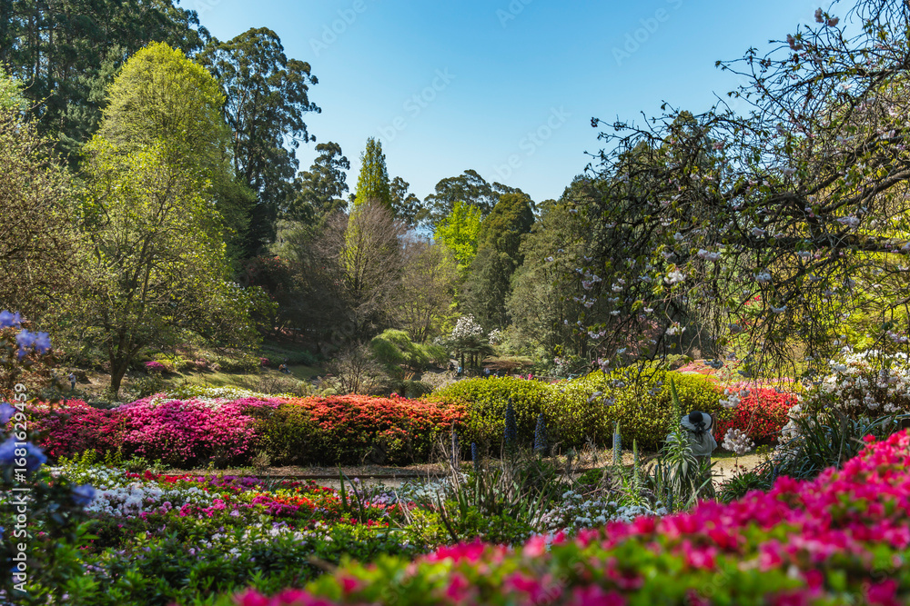 Obraz premium Vibrant azalea bushes and colorful spring blooms fill the landscape of Dandenong Ranges Botanic Garden, surrounded by trees under bright blue sky