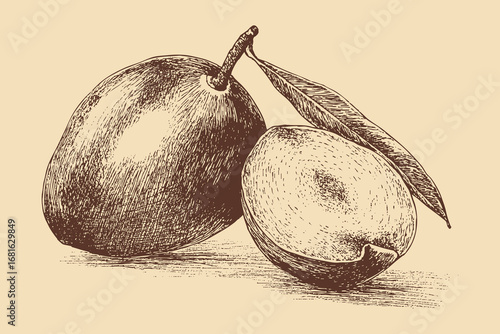 Mango illustration in a vintage style. This vector illustration can be used in any size you like for advertising, logos, and other work.