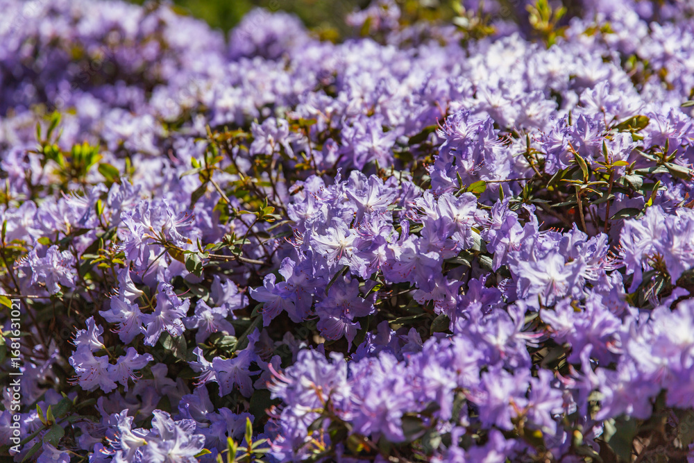 Obraz premium Lavender colored azaleas in dense bloom forming vibrant floral carpet, with sunlight casting highlights across mass of clustered petals