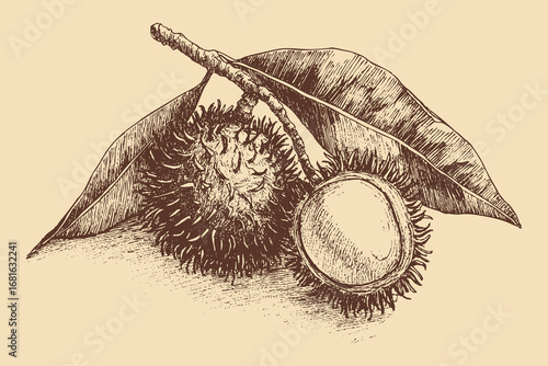 Rambutan illustration in a vintage style. You can use this vector illustration in any size for your advertising, logos, and other works.