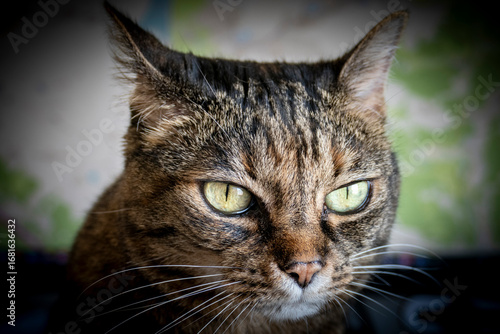 Gatto Soriano Grigio