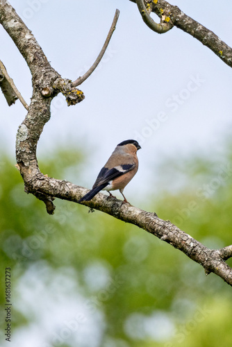 Photography Bullfinch (Pyrrhula pyrrhula) in Phoenix Park, Dublin