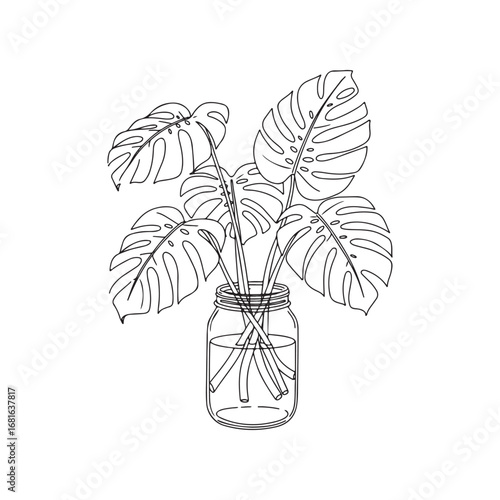 Monstera deliciosa plant in a glass jar isolated on white background