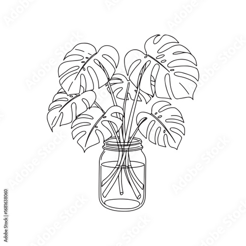 Monstera deliciosa plant in a glass jar isolated on white background
