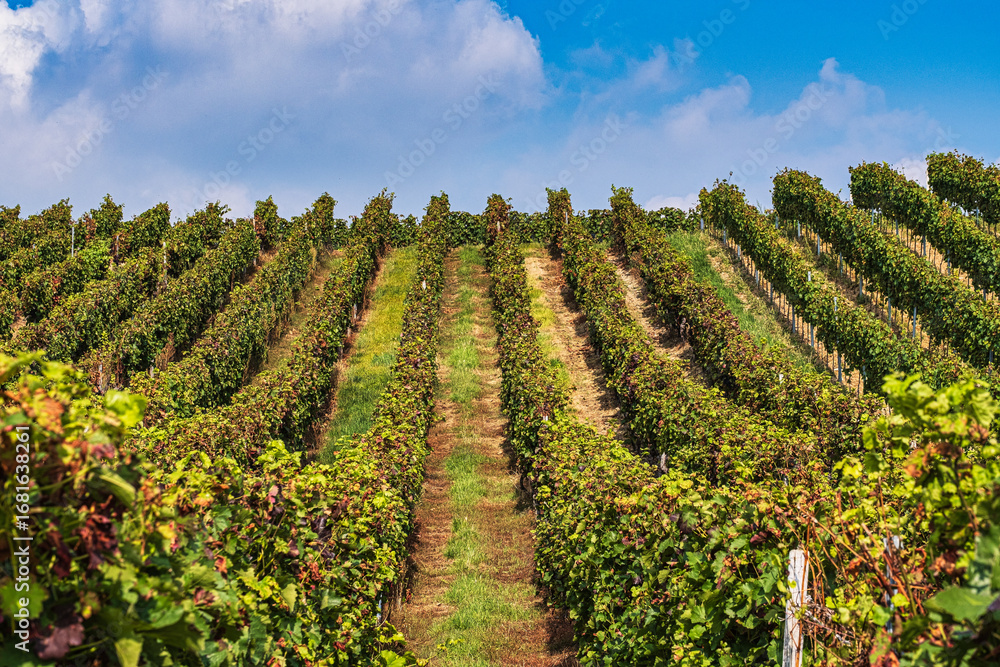 Fototapeta premium View of vineyards in Rheinhessen on a sunny day in late summer