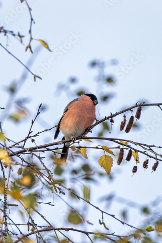 Photography Bullfinch (Pyrrhula pyrrhula) in Phoenix Park, Dublin