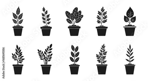 various plants in pots arranged neatly in rows