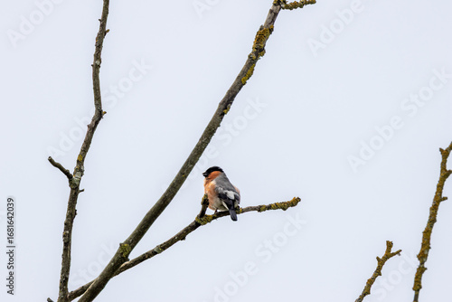 Photography Bullfinch (Pyrrhula pyrrhula) in Phoenix Park, Dublin