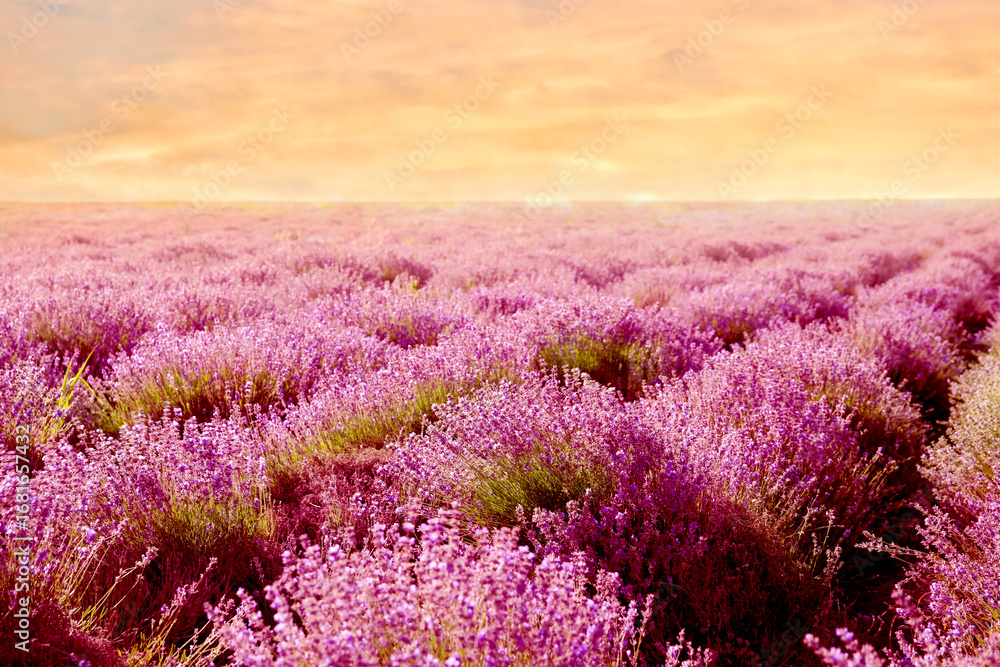 Obraz premium Lavender field at sunset. Blooming flowers under beautiful sky