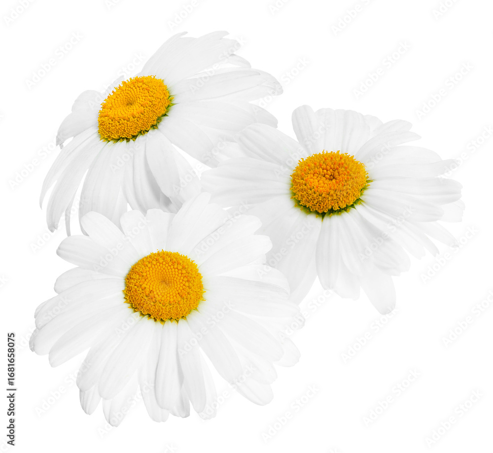 Fototapeta premium Fresh chamomiles isolated on white. Beautiful flowers