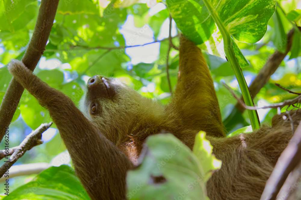 Fototapeta premium A closeup of a three-fingered sloth resting on a tree branch in the Costa Rican jungle next to the Caribean coastline