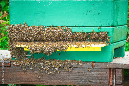 Bienenbart am Flugloch Bienenbeute