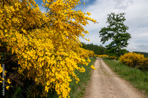 Blühender Ginster am Wegesrand im Sauerland