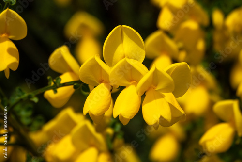 Ginster Blüten makro an Busch