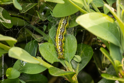 Raupe des Buchsbaumzünslers makro an Buchsbaum