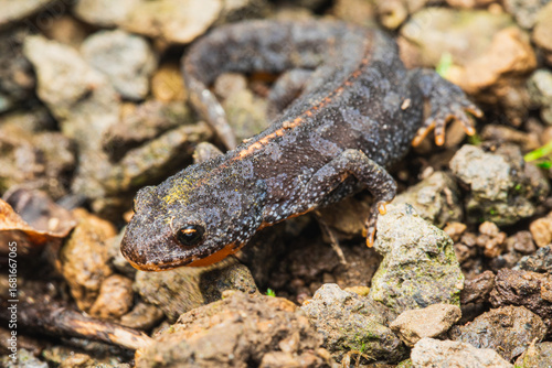 Bergmolch makro im Garten
