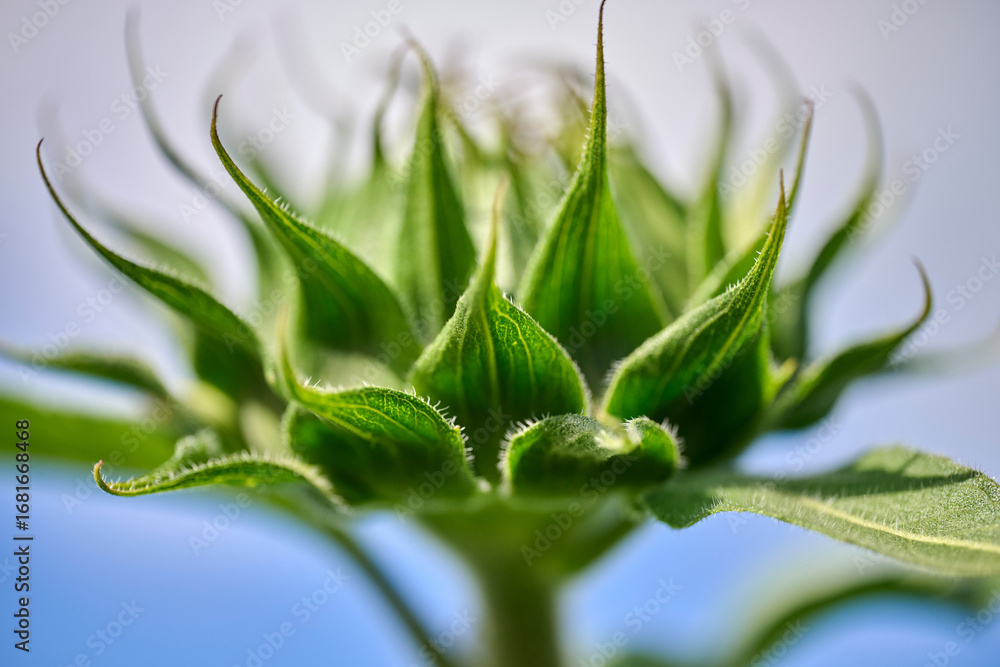 Fototapeta premium sunflower bud from the side with green petals