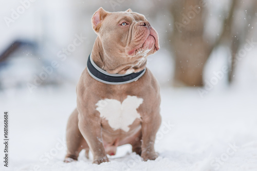 American Bully dog breed plays, runs in winter 