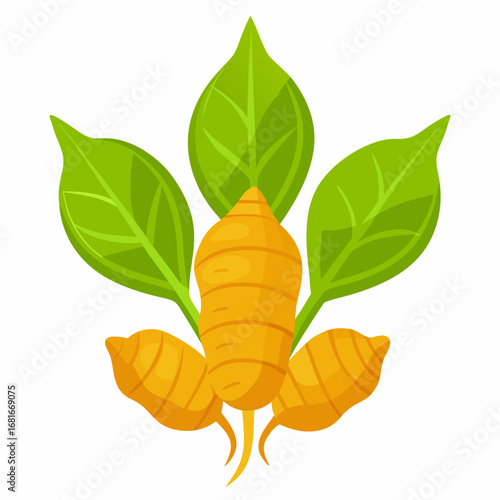 Turmeric Root with Leaves Illustration
