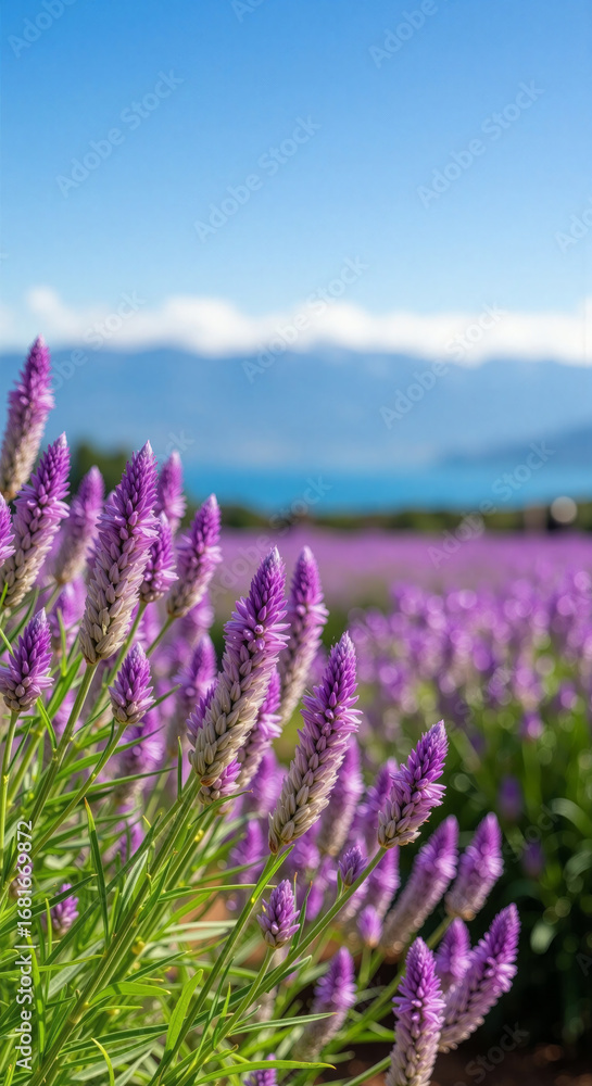 Obraz premium Vibrant purple flowers under clear blue sky