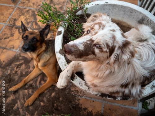 Canvas Print Playful dogs causing troubled and mess up