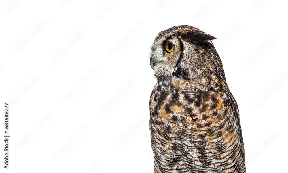 Fototapeta premium Great horned owl, Bubo virginianus saturatus, turning its head and looking intensely on a completely white background