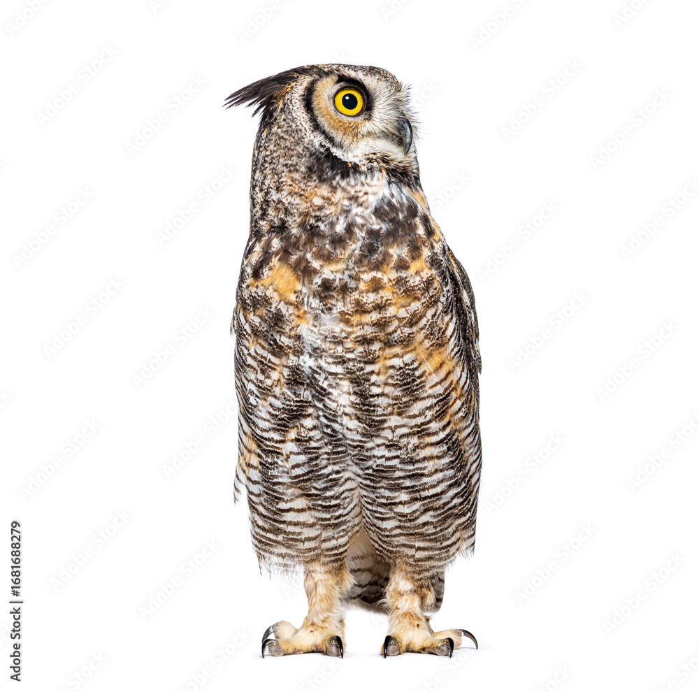 Fototapeta premium great horned owl, Bubo virginianus saturatus, or tiger owl, standing, turning its head and looking over its shoulder, isolated on white