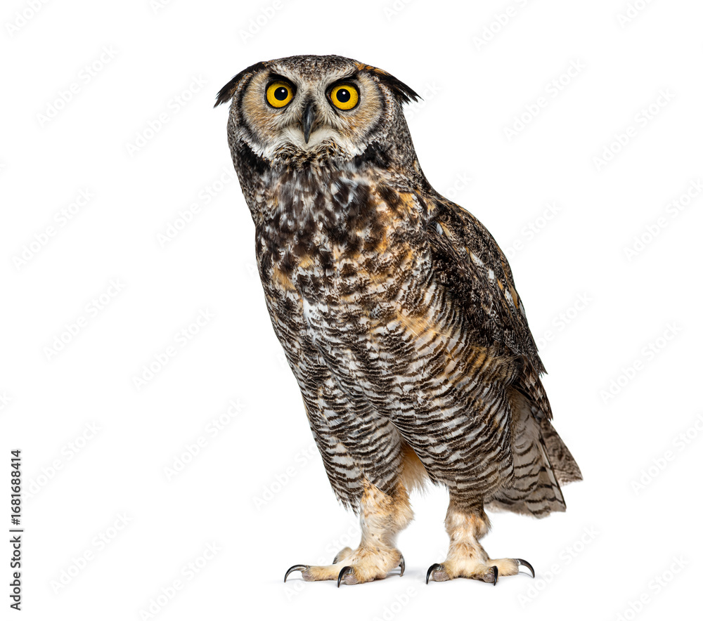 Fototapeta premium Great horned owl, bubo virginianus, or, tiger owl standing still and looking up isolated on white