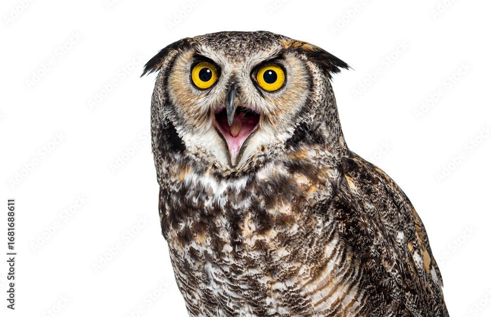 Naklejka premium Head shot of a Expressive and angry owl bird, isolated on white
