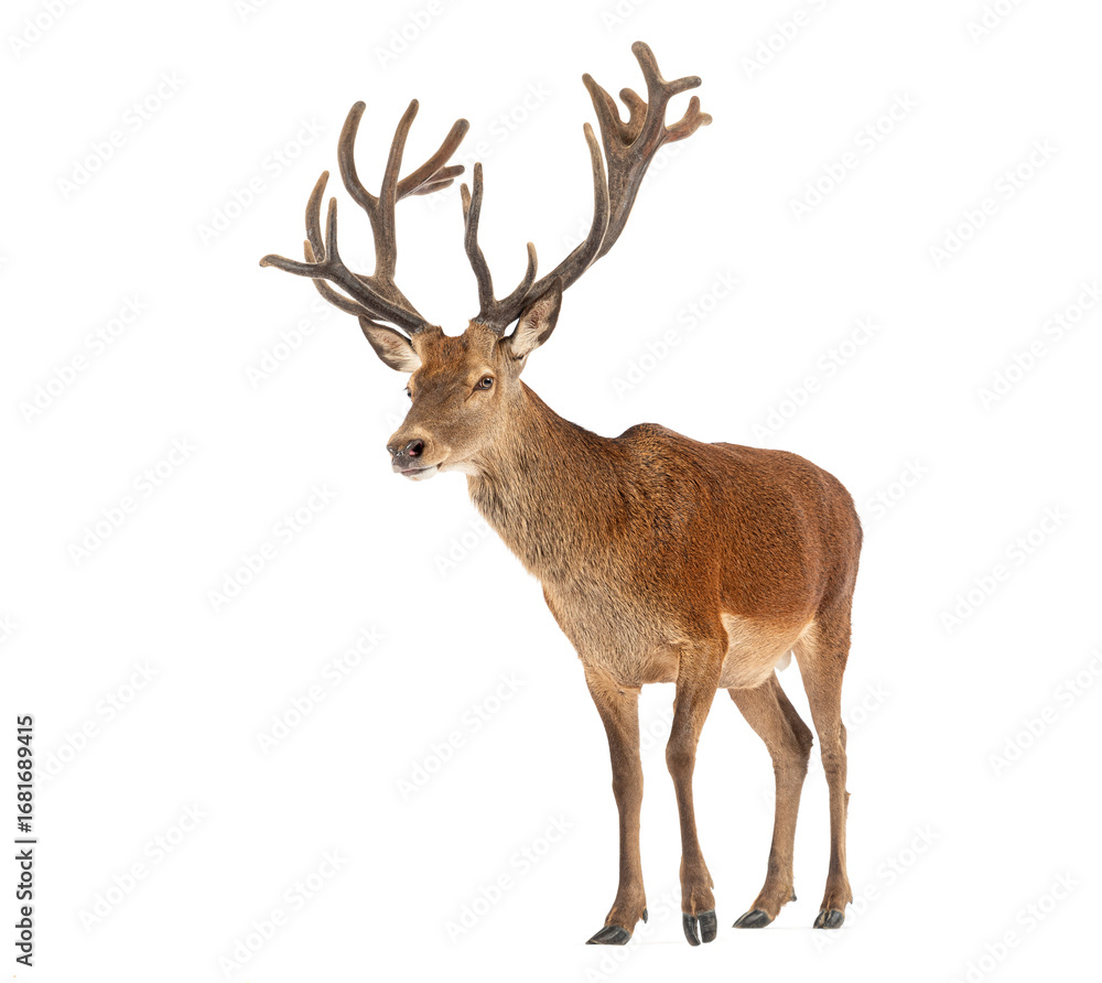 Obraz premium Red deer stag, Cervus elaphus, with large antlers walking on a white background