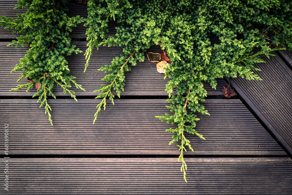 Fototapeta premium Zielone gałązki jałowca na tle drewnianego tarasu