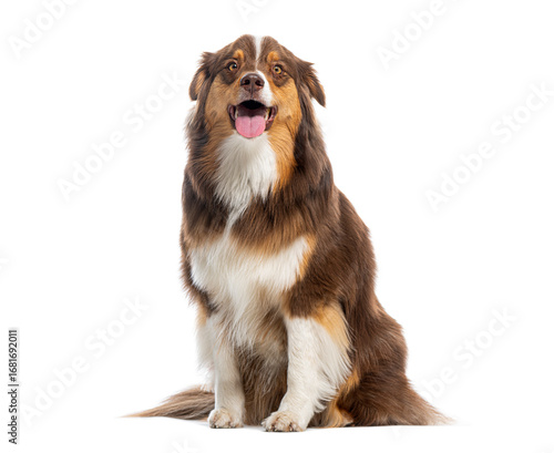 Australian shepherd panting and sitting on white background