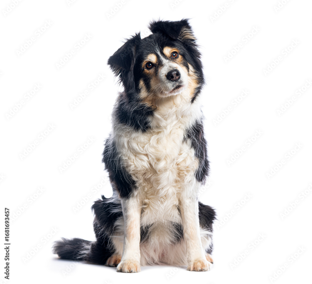 Fototapeta premium Border collie dog sitting and tilting its head on white background