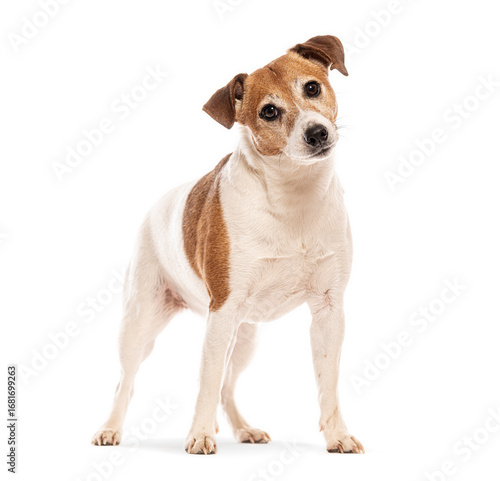 Fotografie Jack russell terrier tilting its head, standing on white background