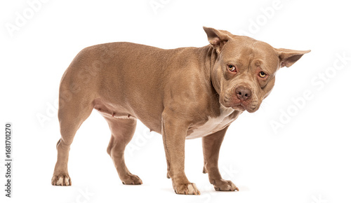 American bully dog standing on white background and looking distrustful