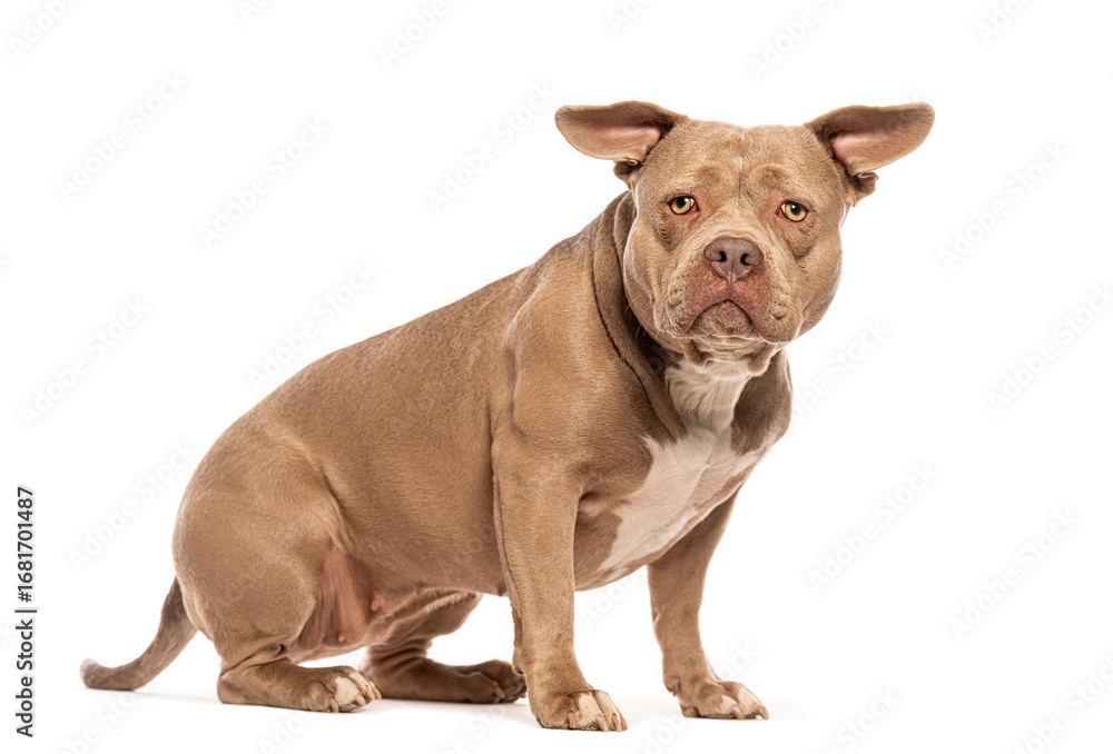 Obraz premium Powerful american bully dog sitting and looking imposing on a white background